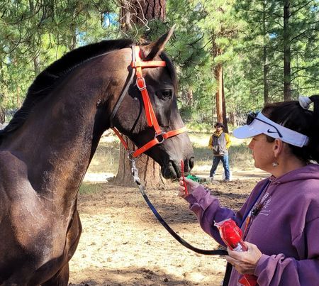 Picture for category 2026 Horse & Rider Awards